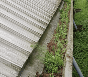 Happy customers in Reigate who trust The Roof Moss Cleaners for gutter cleaning services